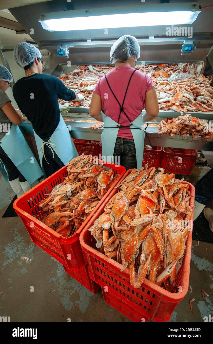 Des travailleurs immigrés chinois trient des crabes nageurs bleus dans une pêcherie en Australie occidentale Banque D'Images