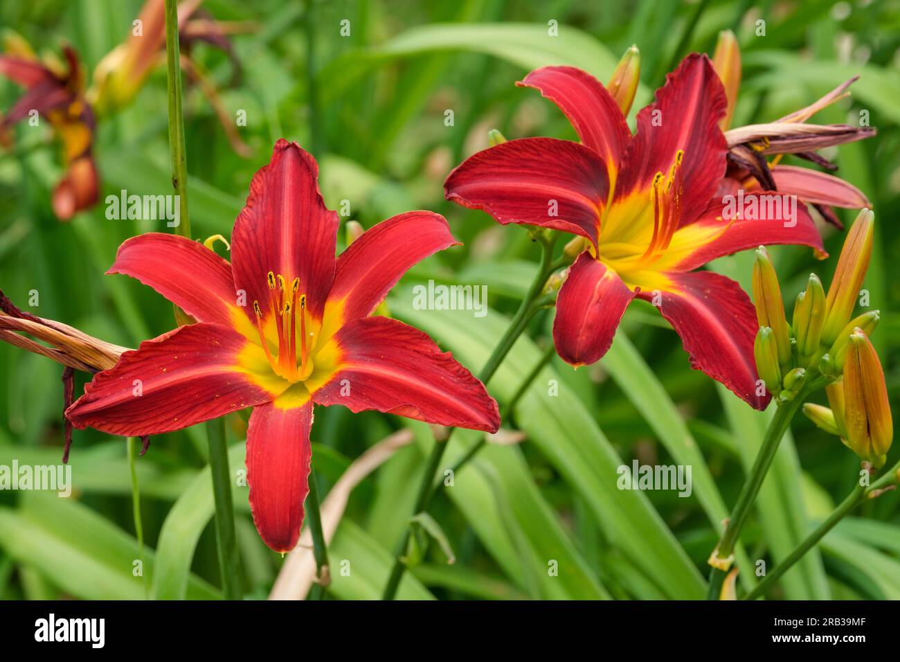Hemerocallis Stafford, Daylys Stafford, feuillus vivaces, fleurs rouges profonds, aux pétales étroits, avec une gorge jaune Banque D'Images
