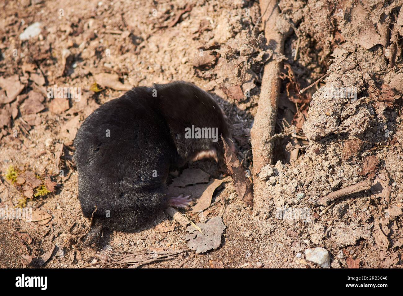 La taupe européenne Talpa europaea se prépare à ramper dans son trou dans le sol. Russie européenne Banque D'Images