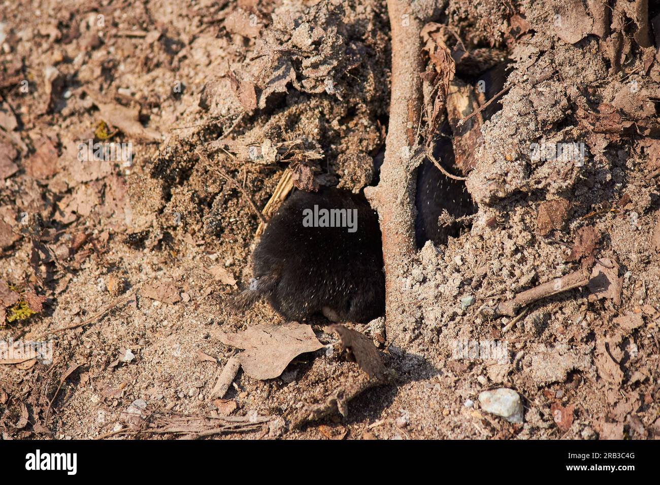 La taupe européenne Talpa europaea grimpe dans son trou dans le sol. Russie européenne Banque D'Images