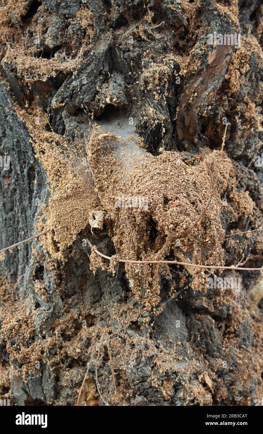 Écorce d'arbre avec toiles d'araignée et croissances. Plante infectée. Fond effrayant, Halloween Banque D'Images