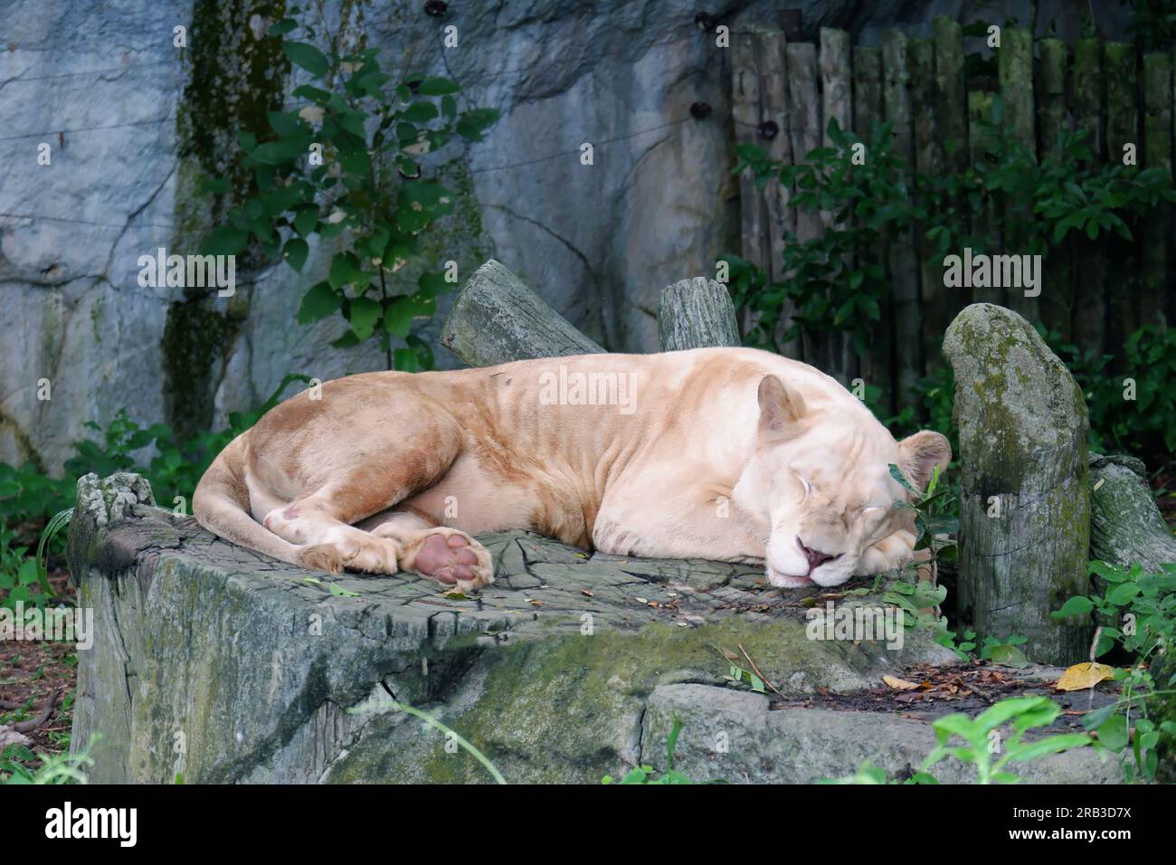 Une femme lion dort dans l'herbe verte. Banque D'Images