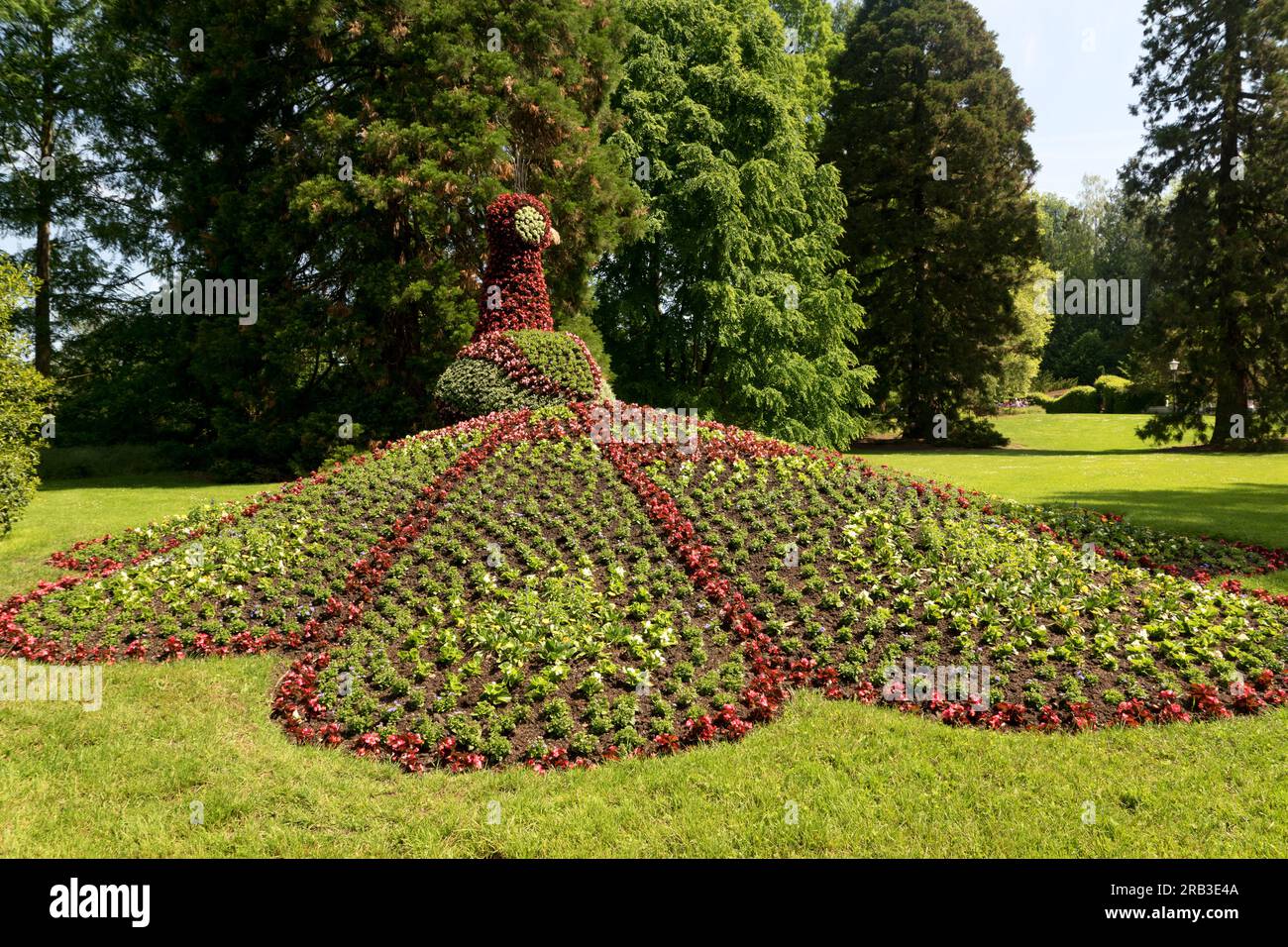 Île de Mainau, Allemagne : paon de fleurs. Il y a plusieurs sculptures de fleurs sur l'île Mainau - ici un paon de fleurs. Banque D'Images Île de Mainau, Allemagne : paon de fleurs. Il y a plusieurs sculptures de fleurs sur l'île Mainau - ici un paon de fleurs. Banque D'Images