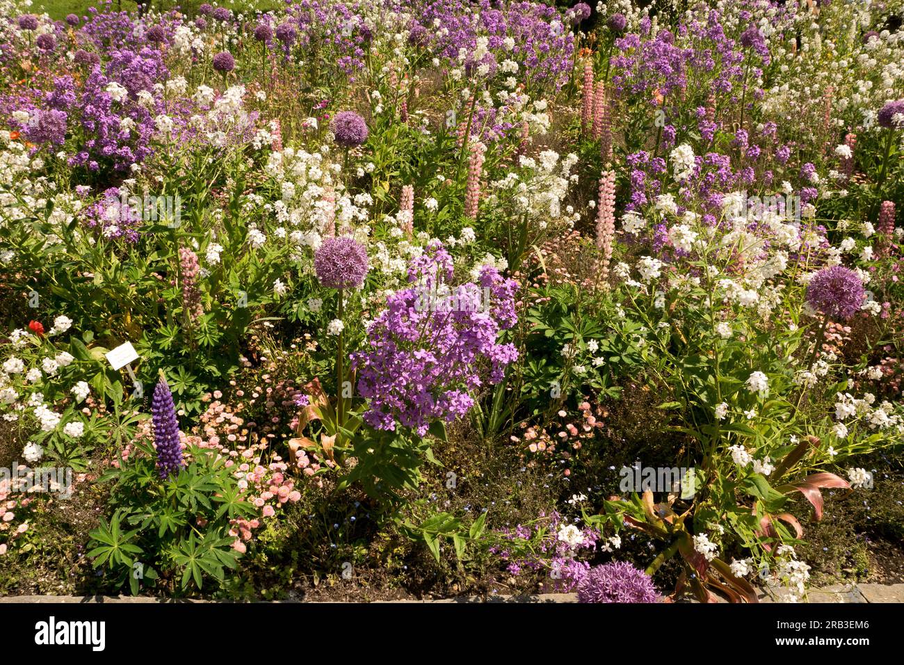 Île de Mainau, Allemagne : fleurs vivaces. Splendeur fleurie dans le jardin botanique de l'île sur le lac de Constance. Banque D'Images Île de Mainau, Allemagne : fleurs vivaces. Splendeur fleurie dans le jardin botanique de l'île sur le lac de Constance. Banque D'Images