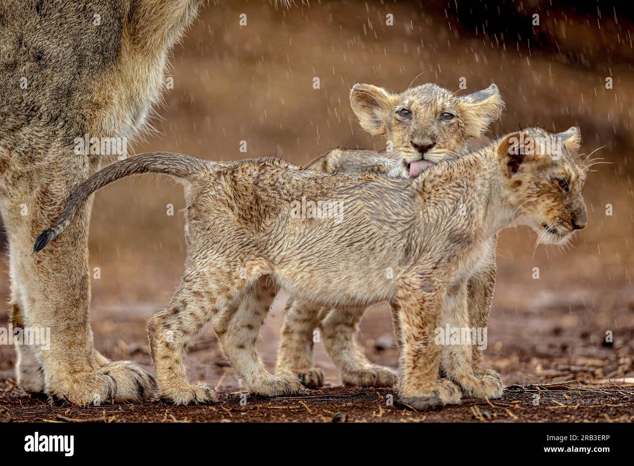 Deux petits lions profitent de la pluie. GIR National Park & Sanctuary, Gujarat, Inde : images RÉCONFORTANTES des plus mignons petits lions asiatiques jouant, câlinant an Banque D'Images