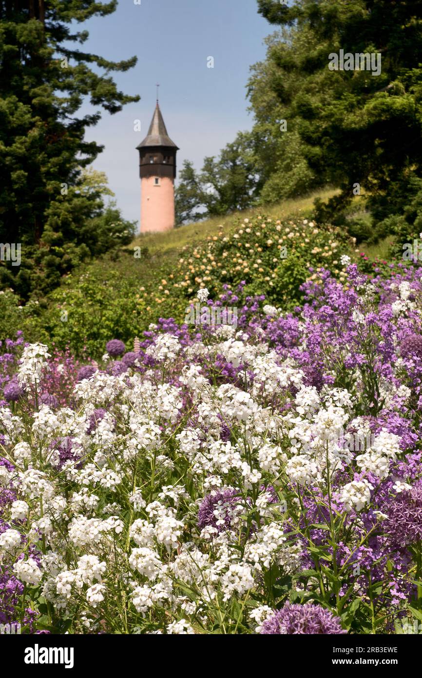 Île de Mainau, Allemagne : tour suédoise et plantes vivaces fleuries. Splendeur fleurie dans le jardin botanique de l'île sur le lac Constan Banque D'Images Île de Mainau, Allemagne : tour suédoise et plantes vivaces fleuries. Splendeur fleurie dans le jardin botanique de l'île sur le lac Constan Banque D'Images