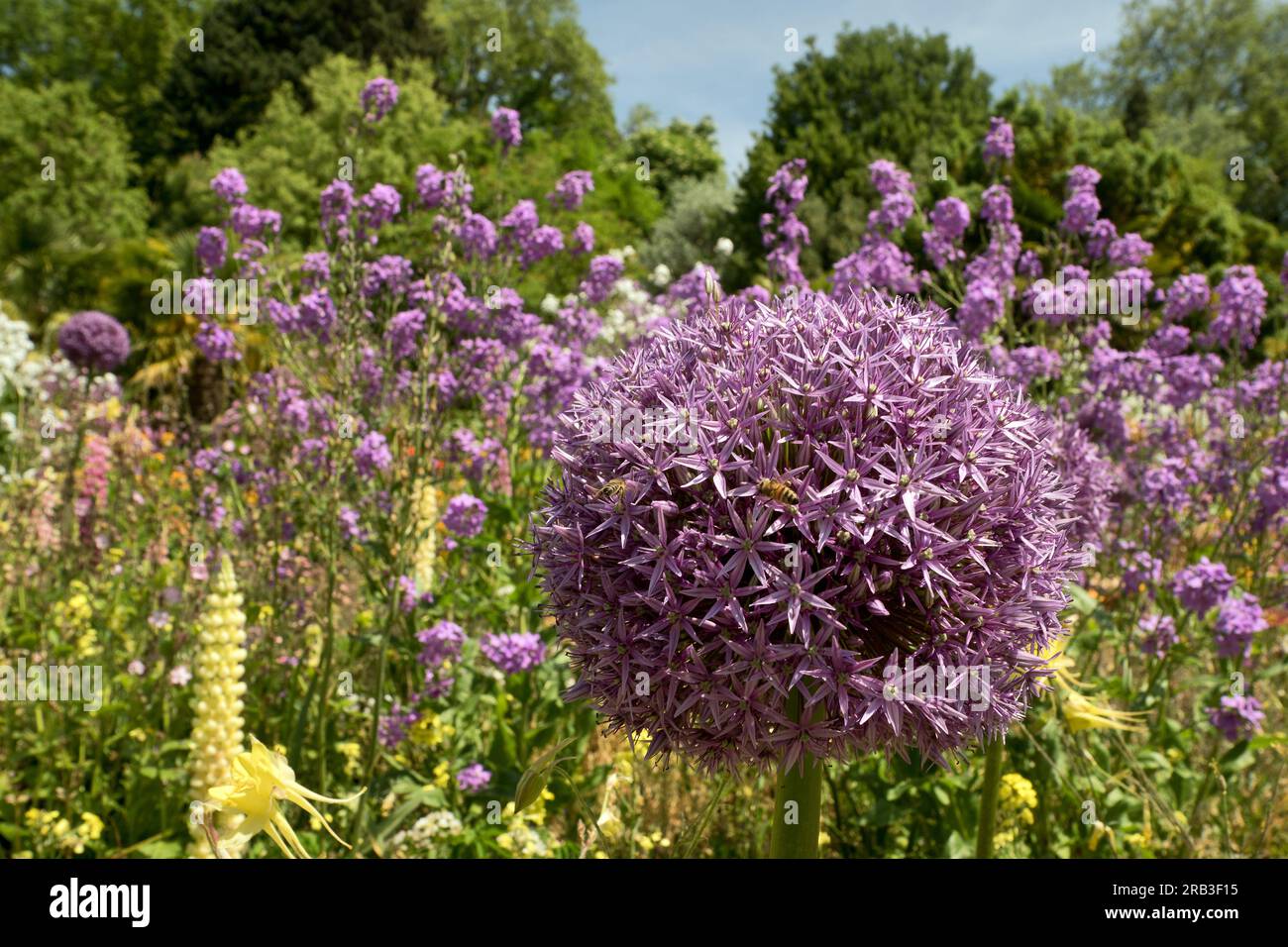 Île de Mainau, Allemagne : fleurs vivaces. Splendeur fleurie dans le jardin botanique de l'île sur le lac de Constance. Banque D'Images Île de Mainau, Allemagne : fleurs vivaces. Splendeur fleurie dans le jardin botanique de l'île sur le lac de Constance. Banque D'Images