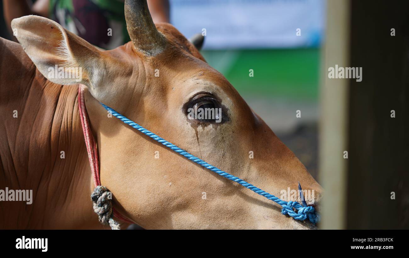 vaches en pleurs avant sacrifice à eid al adha Banque D'Images