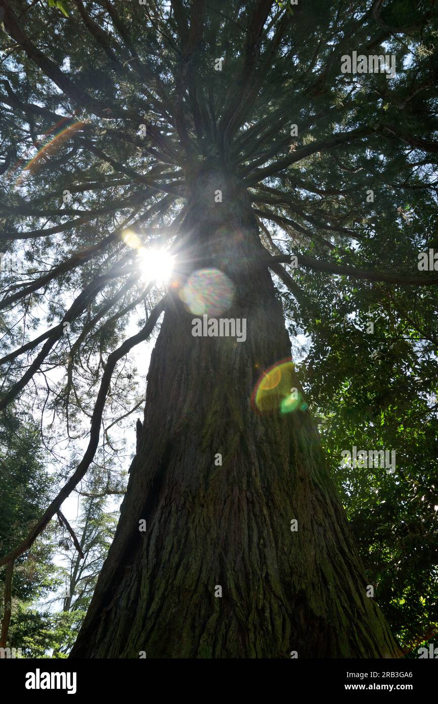 Île de Mainau, Allemagne : sequoia. Les graines de ces arbres sont arrivés de Californie en 1853, et en 1864 Frederick I avait de nombreux arbres p Banque D'Images Île de Mainau, Allemagne : sequoia. Les graines de ces arbres sont arrivés de Californie en 1853, et en 1864 Frederick I avait de nombreux arbres p Banque D'Images