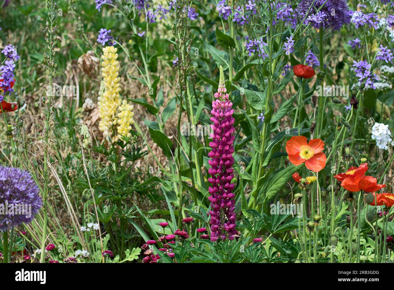 Île de Mainau, Allemagne : fleurs vivaces. Splendeur fleurie dans le jardin botanique de l'île sur le lac de Constance. Banque D'Images Île de Mainau, Allemagne : fleurs vivaces. Splendeur fleurie dans le jardin botanique de l'île sur le lac de Constance. Banque D'Images