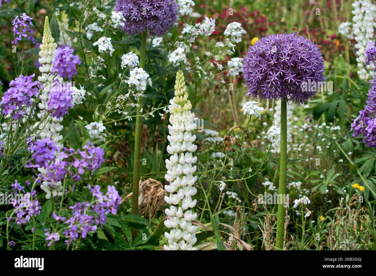 Île de Mainau, Allemagne : fleurs vivaces. Splendeur fleurie dans le jardin botanique de l'île sur le lac de Constance. Banque D'Images Île de Mainau, Allemagne : fleurs vivaces. Splendeur fleurie dans le jardin botanique de l'île sur le lac de Constance. Banque D'Images