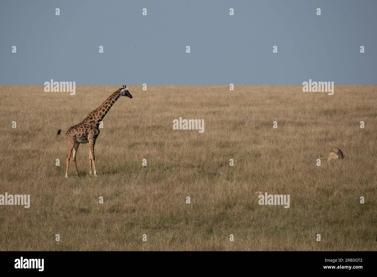 La girafe repère la lionne. RÉSERVE NATIONALE DU MASAI MARA, KENYA : LE moment intense où une girafe mère donne un coup de pied puissant de kung fu tout en défendant Banque D'Images