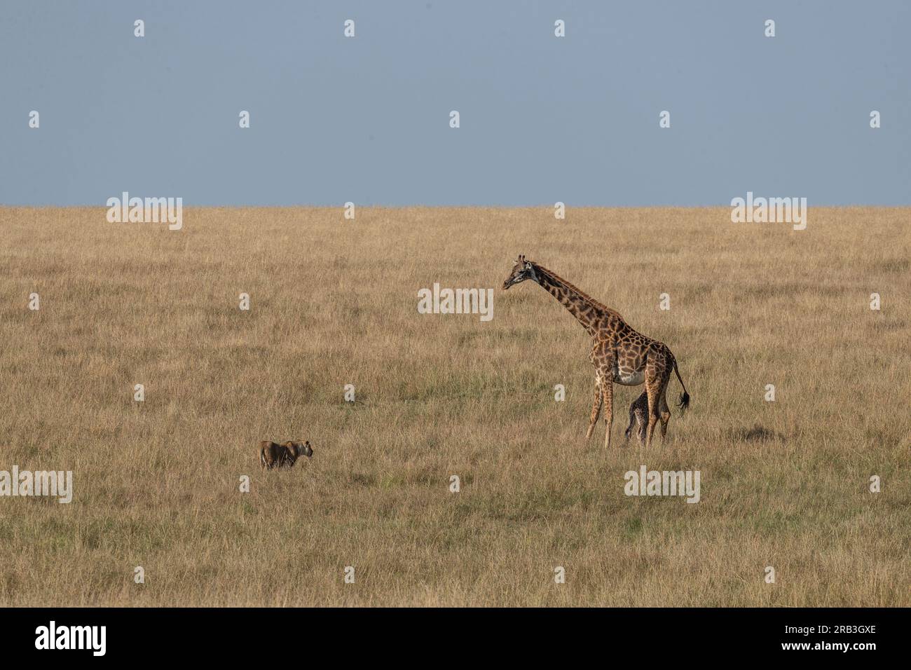 La girafe se tient protégée devant son mollet. RÉSERVE NATIONALE DU MASAI MARA, KENYA : LE moment intense où une mère girafe délivre un puissant kung f Banque D'Images