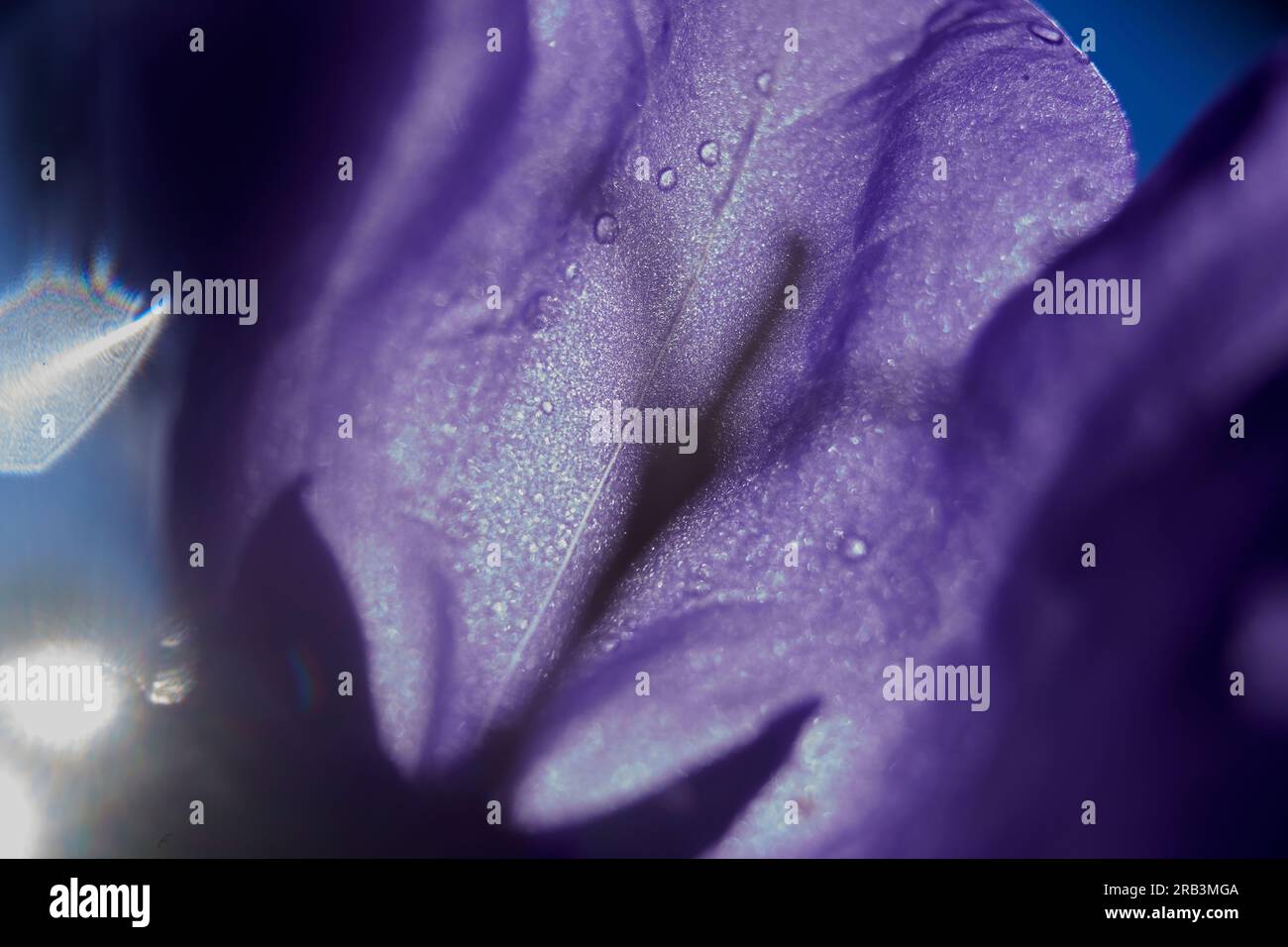 Beau gros plan de pétales de fleurs violettes sous un soleil éclatant Banque D'Images