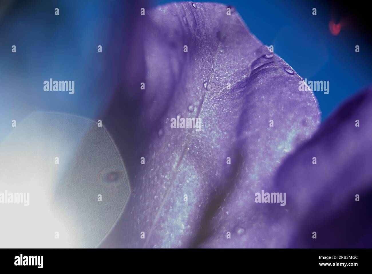 Beau gros plan de pétales de fleurs violettes sous un soleil éclatant Banque D'Images