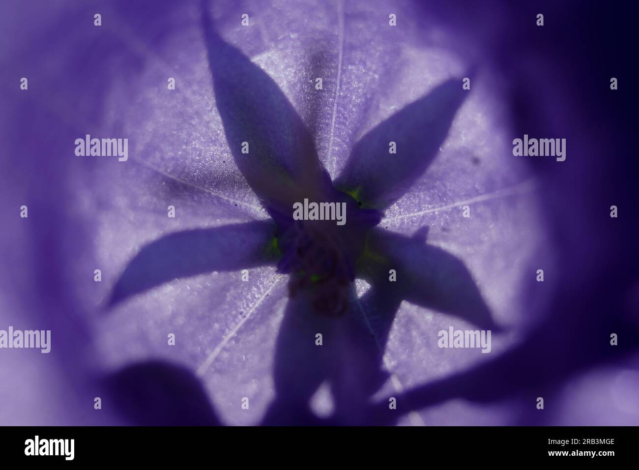 Beau gros plan de pétales de fleurs violettes sous un soleil éclatant Banque D'Images