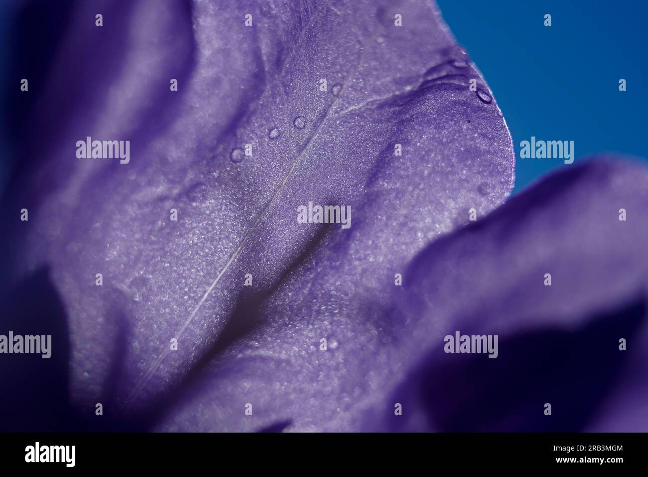 Beau gros plan de pétales de fleurs violettes sous un soleil éclatant Banque D'Images