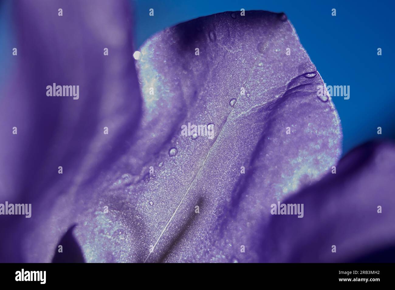 Beau gros plan de pétales de fleurs violettes sous un soleil éclatant Banque D'Images