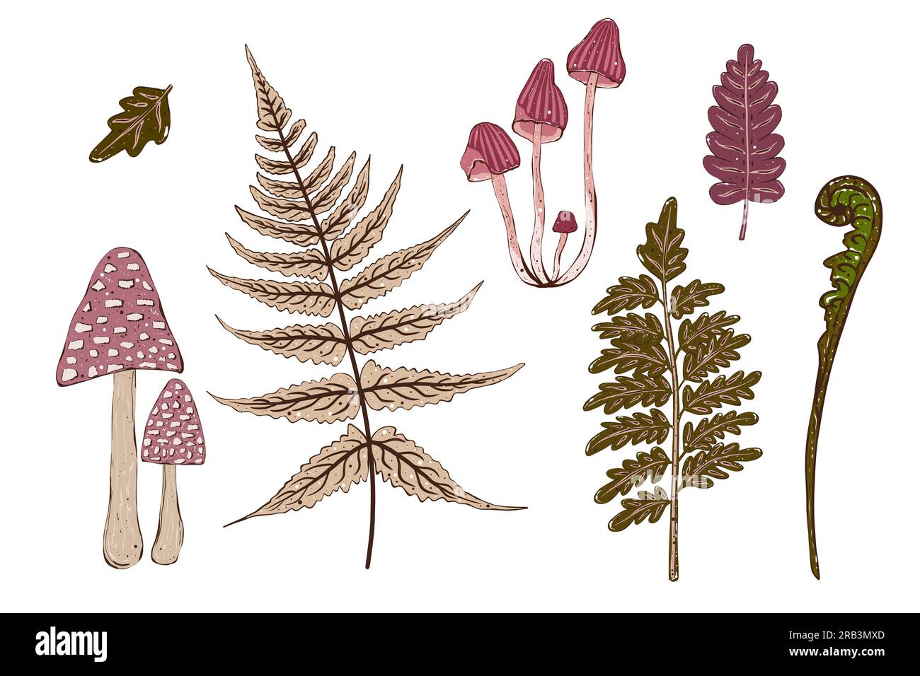 Ensemble de champignons décoratifs et de plantes. Illustration dessinée à la main, isolée. Banque D'Images