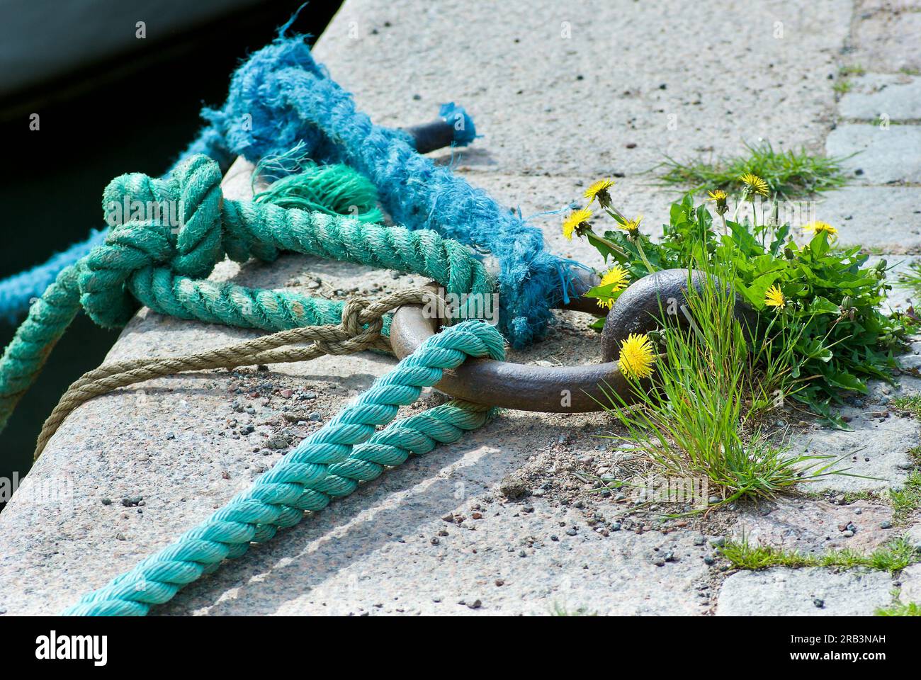 Cordes d'amarrage vertes et bleues en anneau de fer reposant sur le quai avec plante de pissenlit. Banque D'Images