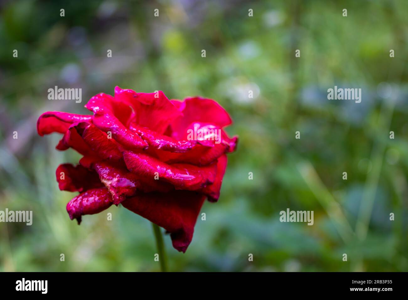 Gros plan de Red Rose. Belle Rose Rouge dans un jardin. Banque D'Images