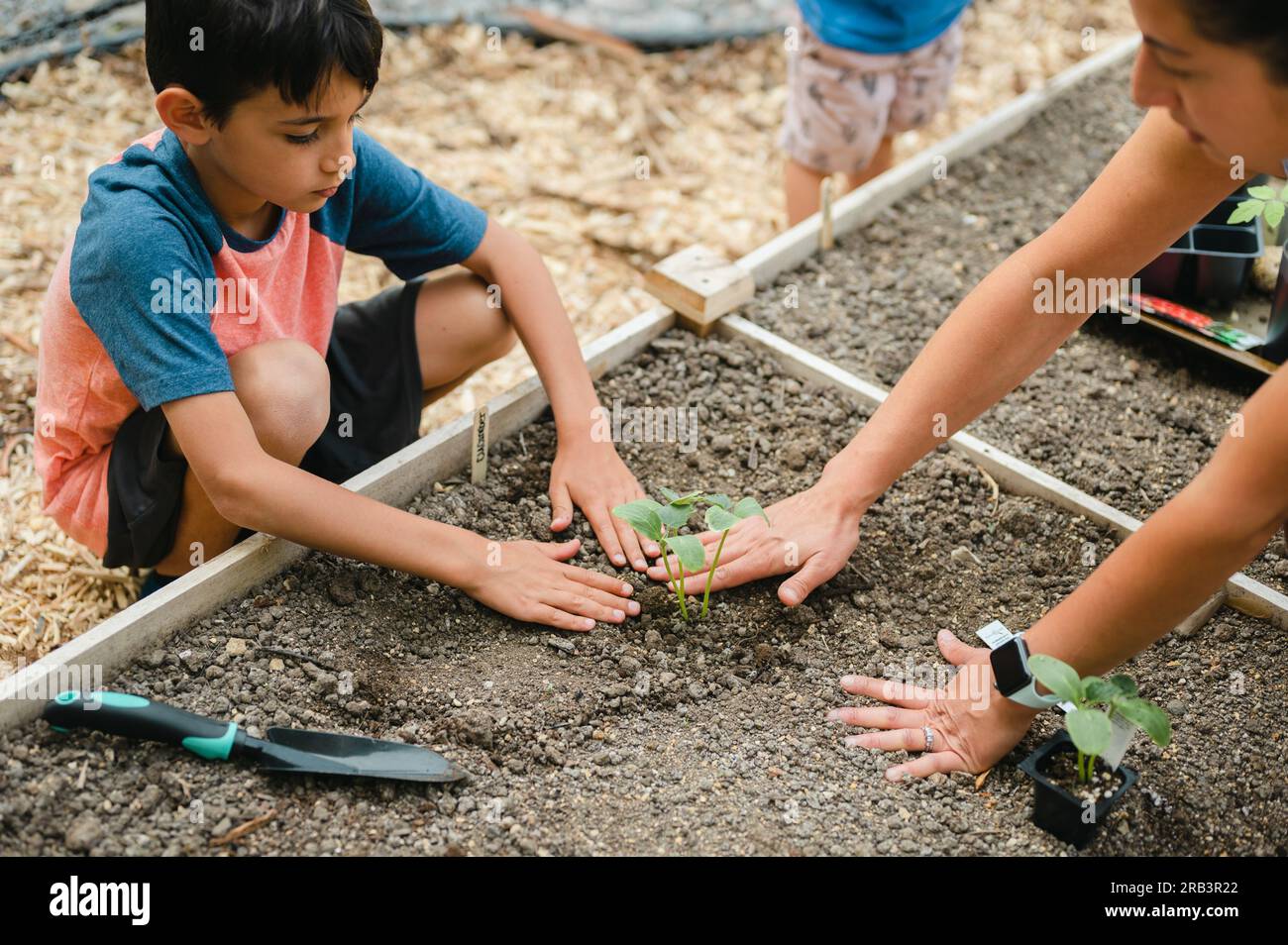 Mère et fils plantant des semis de concombre dans un lit de jardin surélevé Banque D'Images