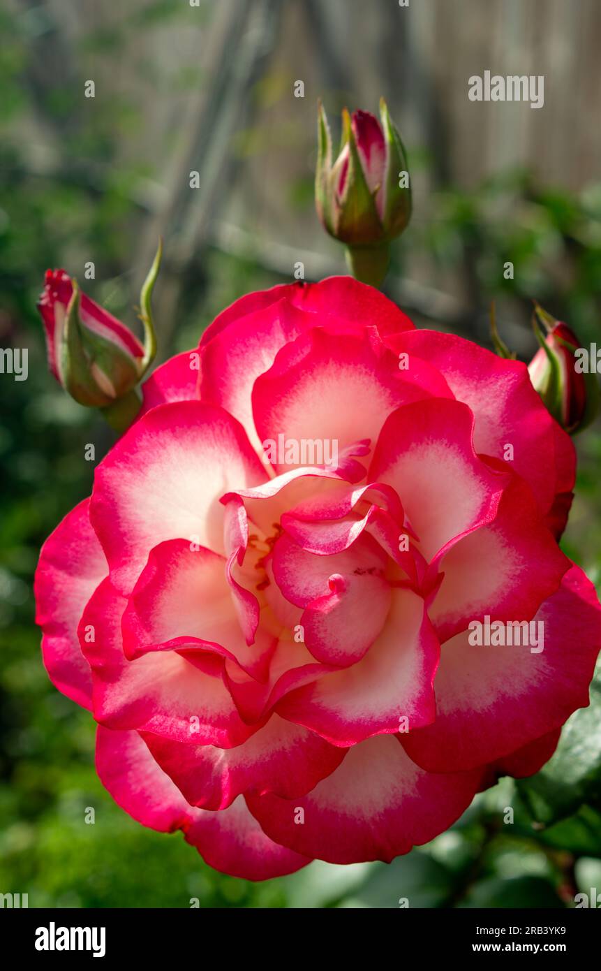 Fleur rose, Rouge/rose, cultivée, Malanda, Australie Banque D'Images