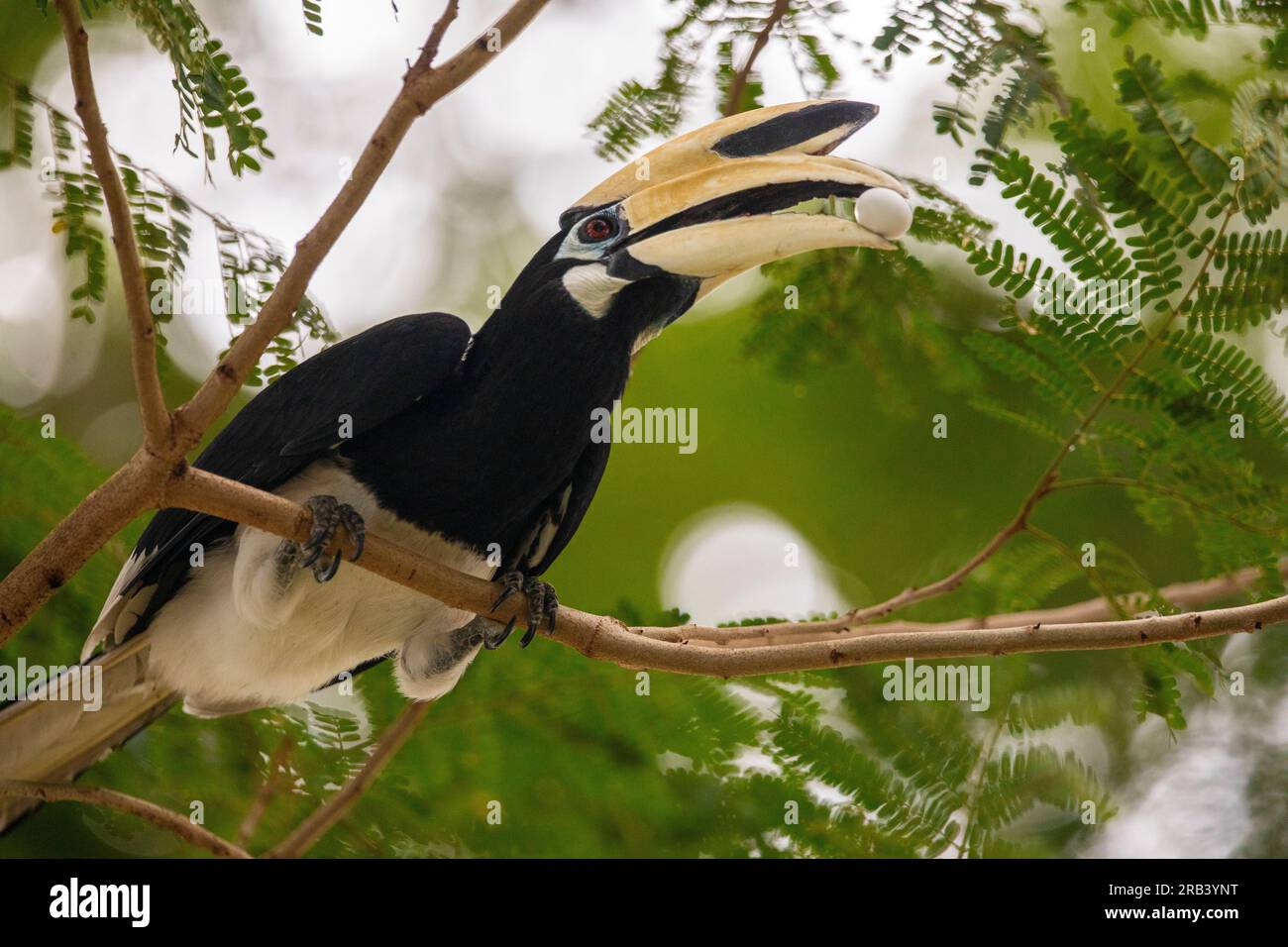 Le bec de cheval oriental mâle adulte tient soigneusement un œuf d'oiseau dans son bec, Singapour Banque D'Images