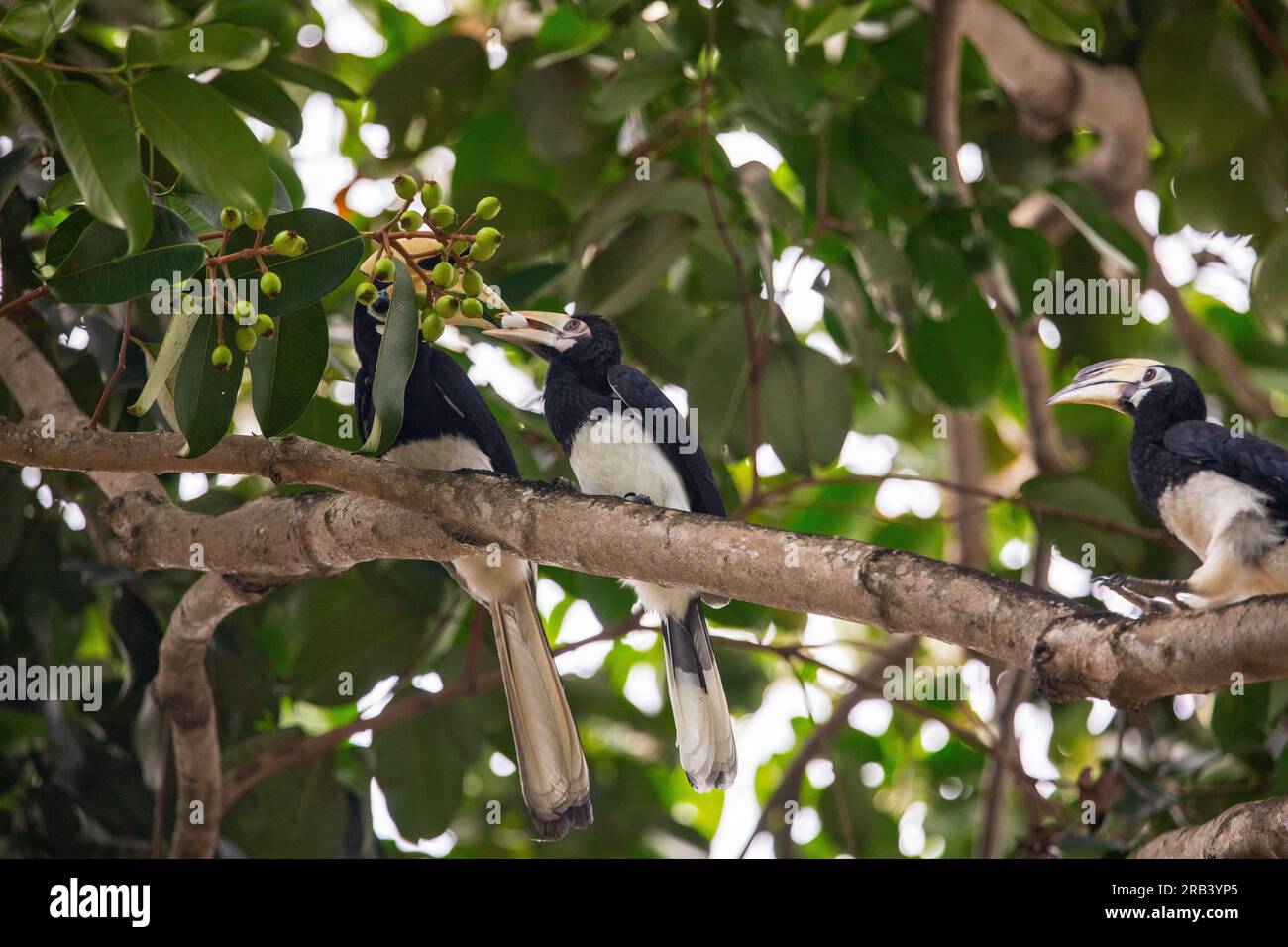 Le bec de cheval oriental adulte passe soigneusement un œuf d'oiseau de son bec au bec d'un jeune singe, Singapour Banque D'Images