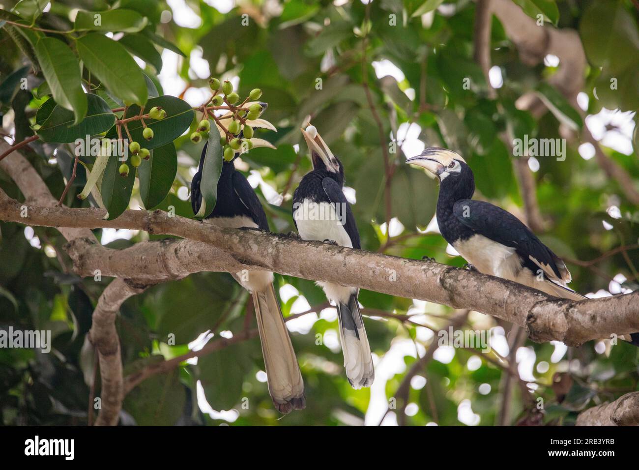 Le bec de cheval à pied oriental naissant tient soigneusement un œuf d'oiseau dans son bec avant de l'avaler entier, Singapour Banque D'Images