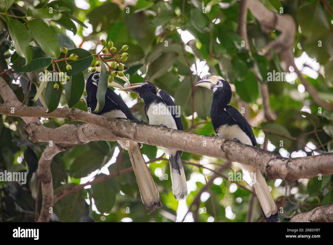 Le bec de cheval oriental mâle adulte passe soigneusement un deuxième œuf d'oiseau de son bec au bec d'un jeune singe, Singapour Banque D'Images