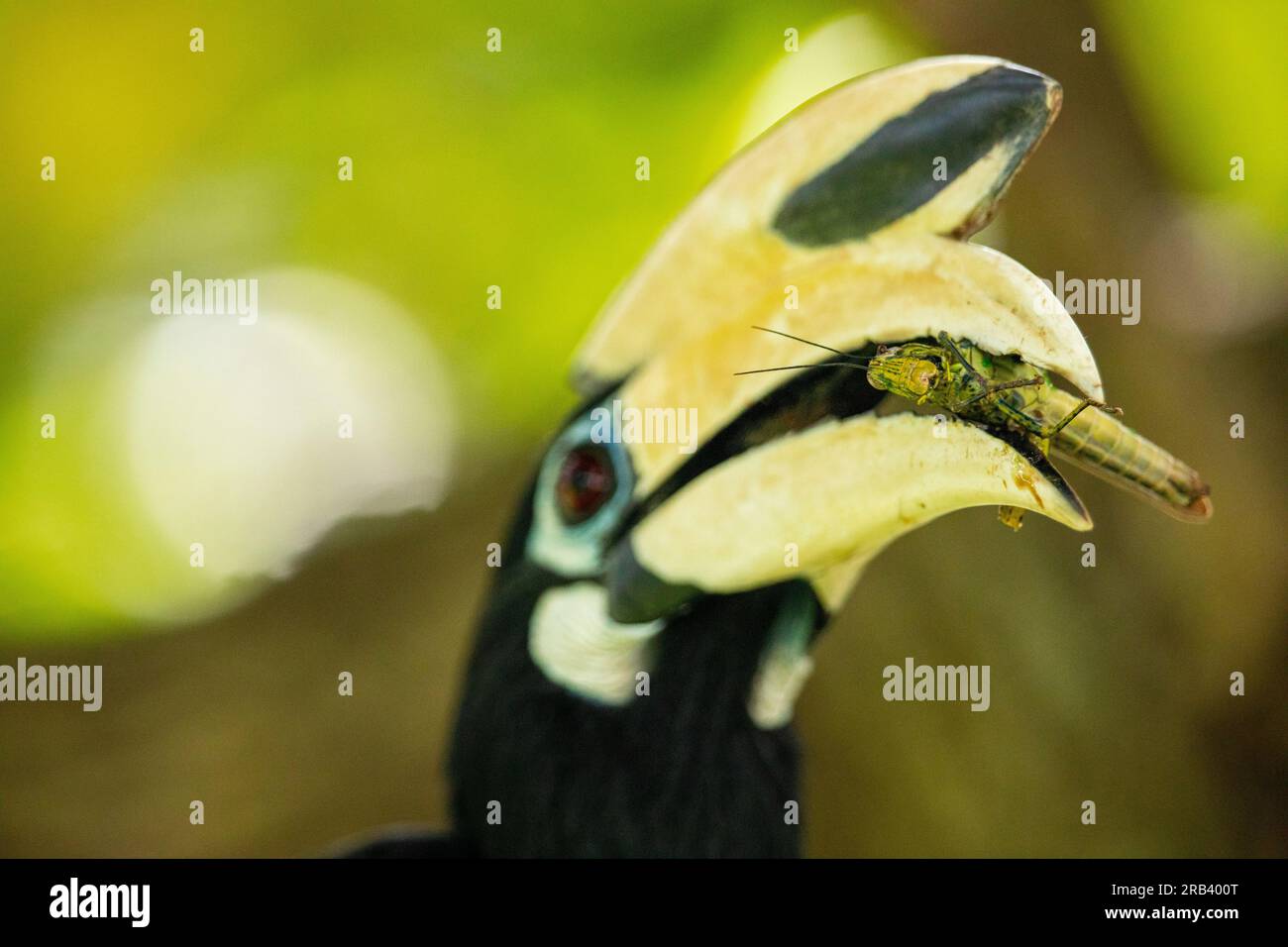 Peu de temps après avoir nourri deux œufs d'oiseau naissants, le bec de cheval oriental mâle adulte trouve une grande sauterelle dans un arbre au bord de la rivière, Singapour Banque D'Images