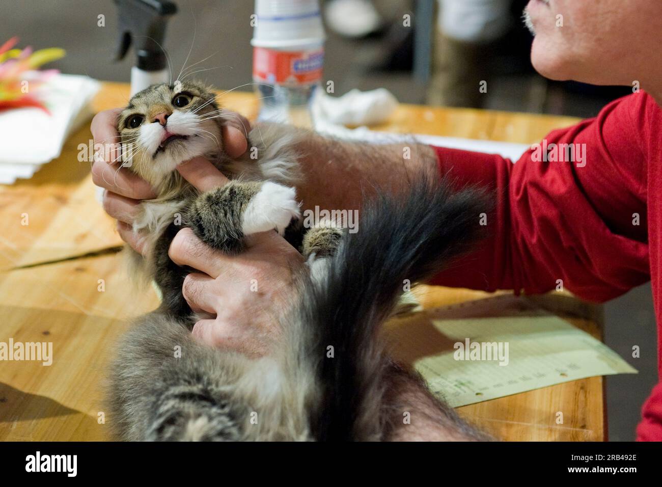 Salon du chat Banque D'Images