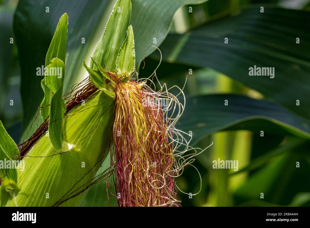 Champ de maïs avec épis de maïs et soie poussant sur la tige de maïs.Éthanol, agriculture et agriculture concept Banque D'Images