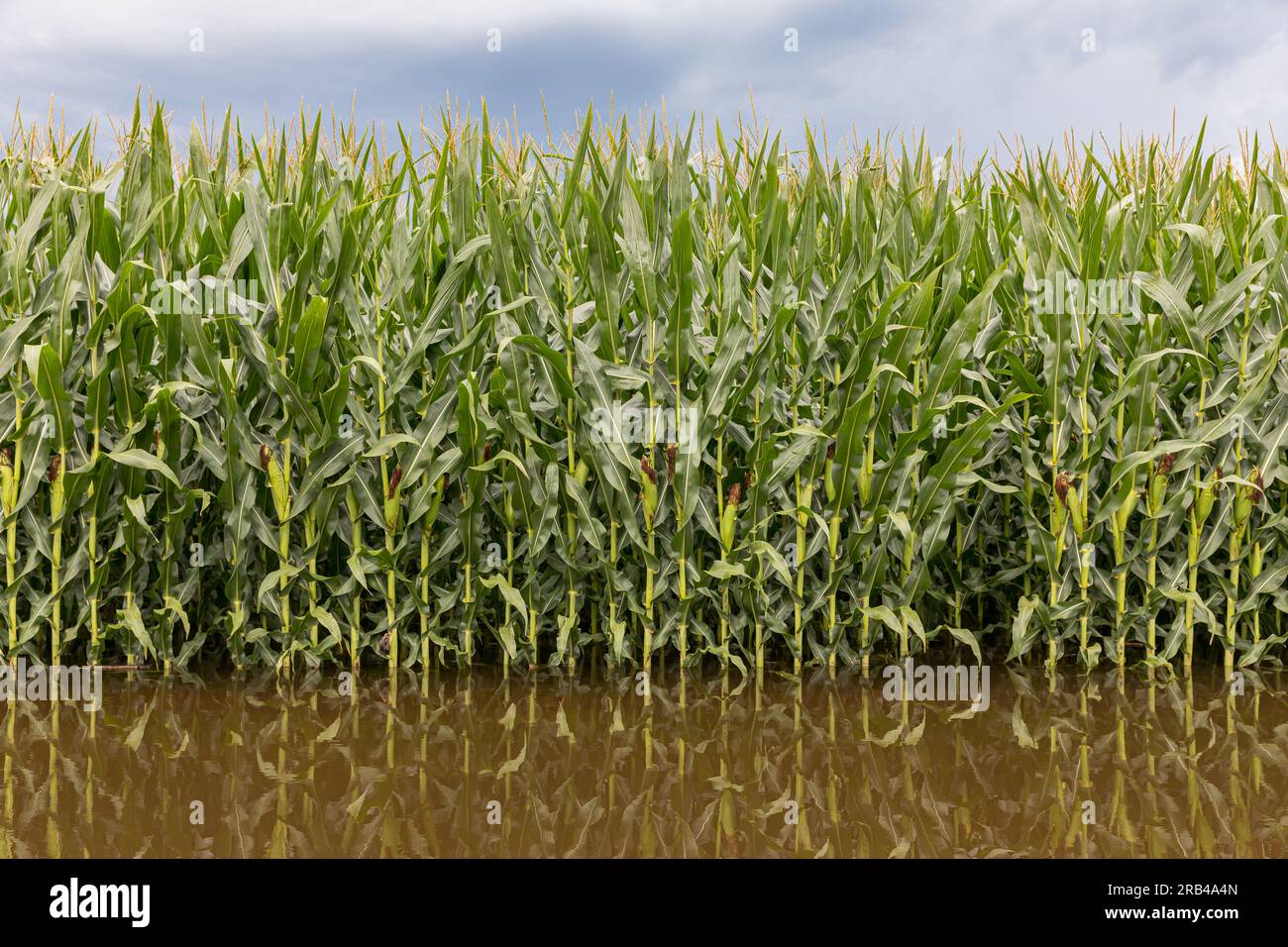 Inondation de champs de maïs après tempête estivale. assurance récolte, conservation des sols et concept de conditions météorologiques extrêmes. Banque D'Images