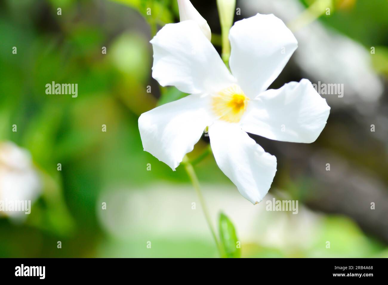 Mandevilla Vine, Rose Diladenia ou Mandevilla x amabilis ou Hort Buck ou Alice du Pont ou Apocynaceae plante ou fleurs blanches Banque D'Images