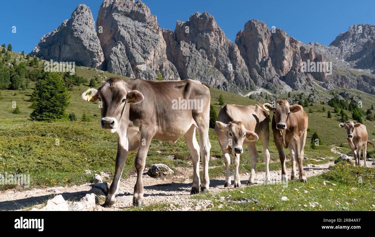 Un groupe de vaches en colère sur un pré de montagne dans les Dolomites (Alpes italiennes) Banque D'Images