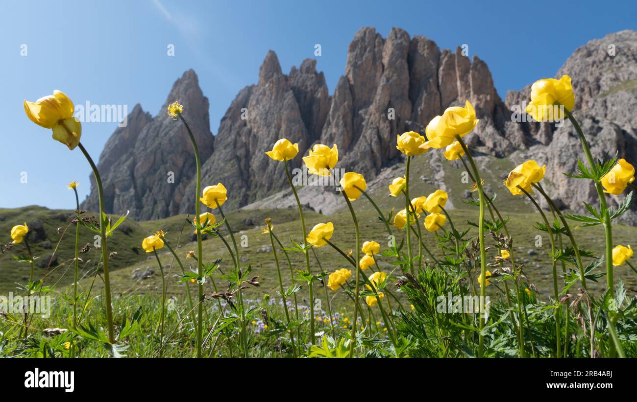 Fleurs douces dans les prairies en face des montagnes Geislerspitzen (Gruppo delle Odle) dans les Dolomites (Alpes italiennes) Banque D'Images