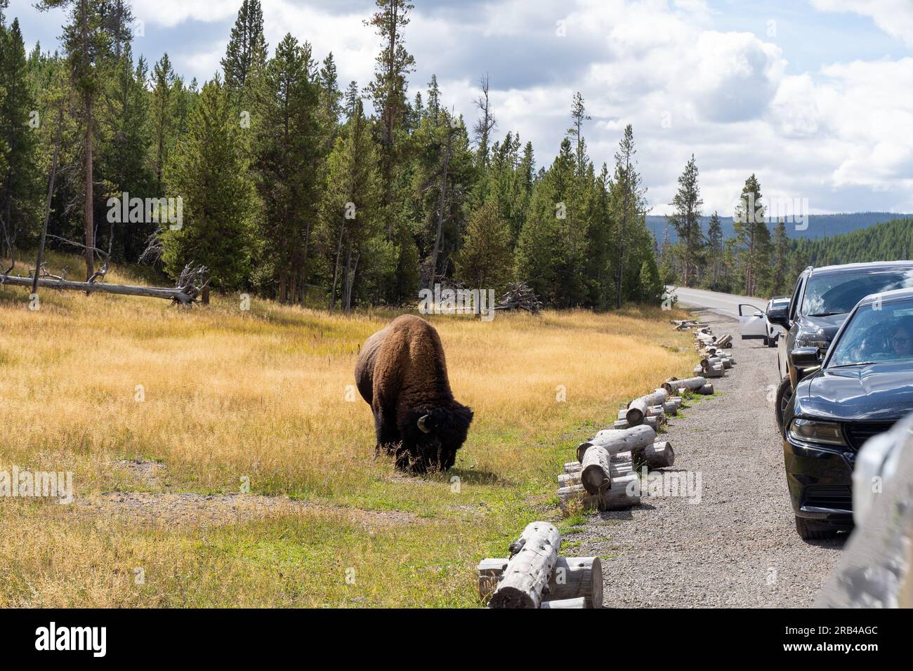 Parc national de Yellowstone, 30 septembre 2022 : le bison américain broute à côté de voitures dans le parc national de Yellowstone. Banque D'Images