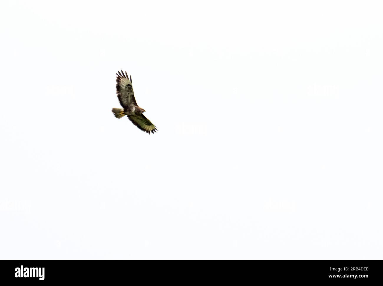 Buzzard commun, Buteo buteo à Ambleside, Lake District, Royaume-Uni. Banque D'Images