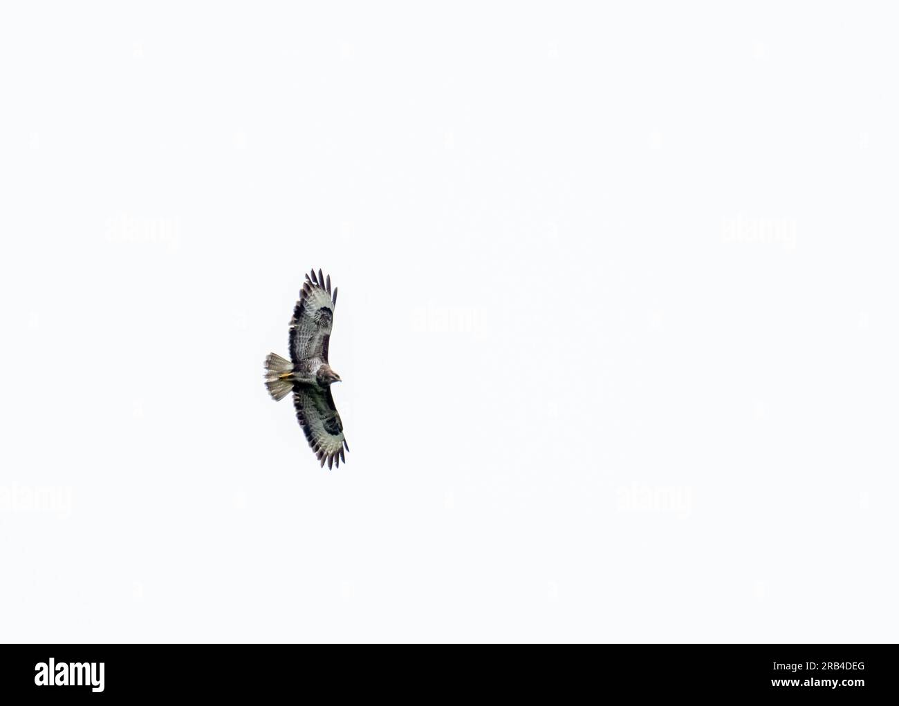 Buzzard commun, Buteo buteo à Ambleside, Lake District, Royaume-Uni. Banque D'Images