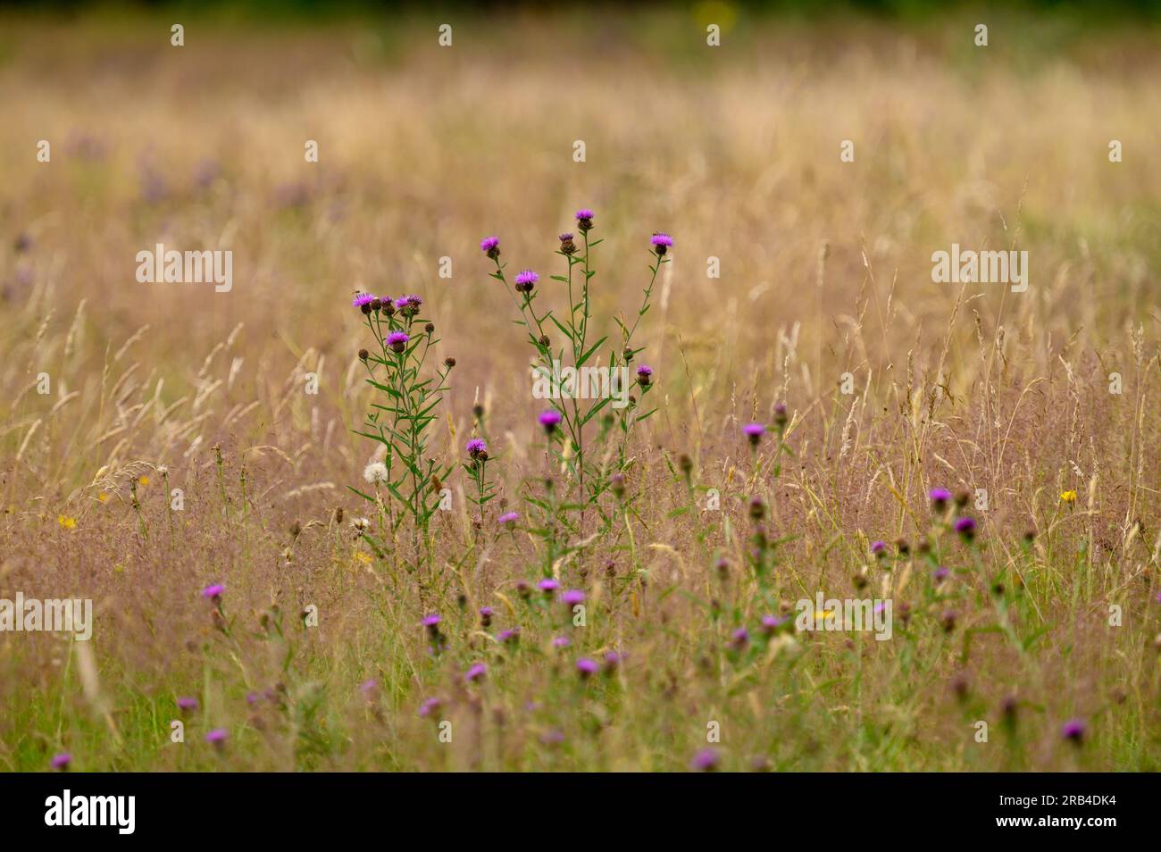 Diverses plantes de fleurs sauvages colorées dans un champ parmi Lomg grassess. Banque D'Images