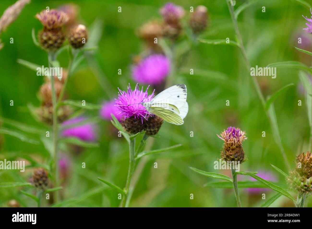 Papillon blanc veiné vert Banque D'Images