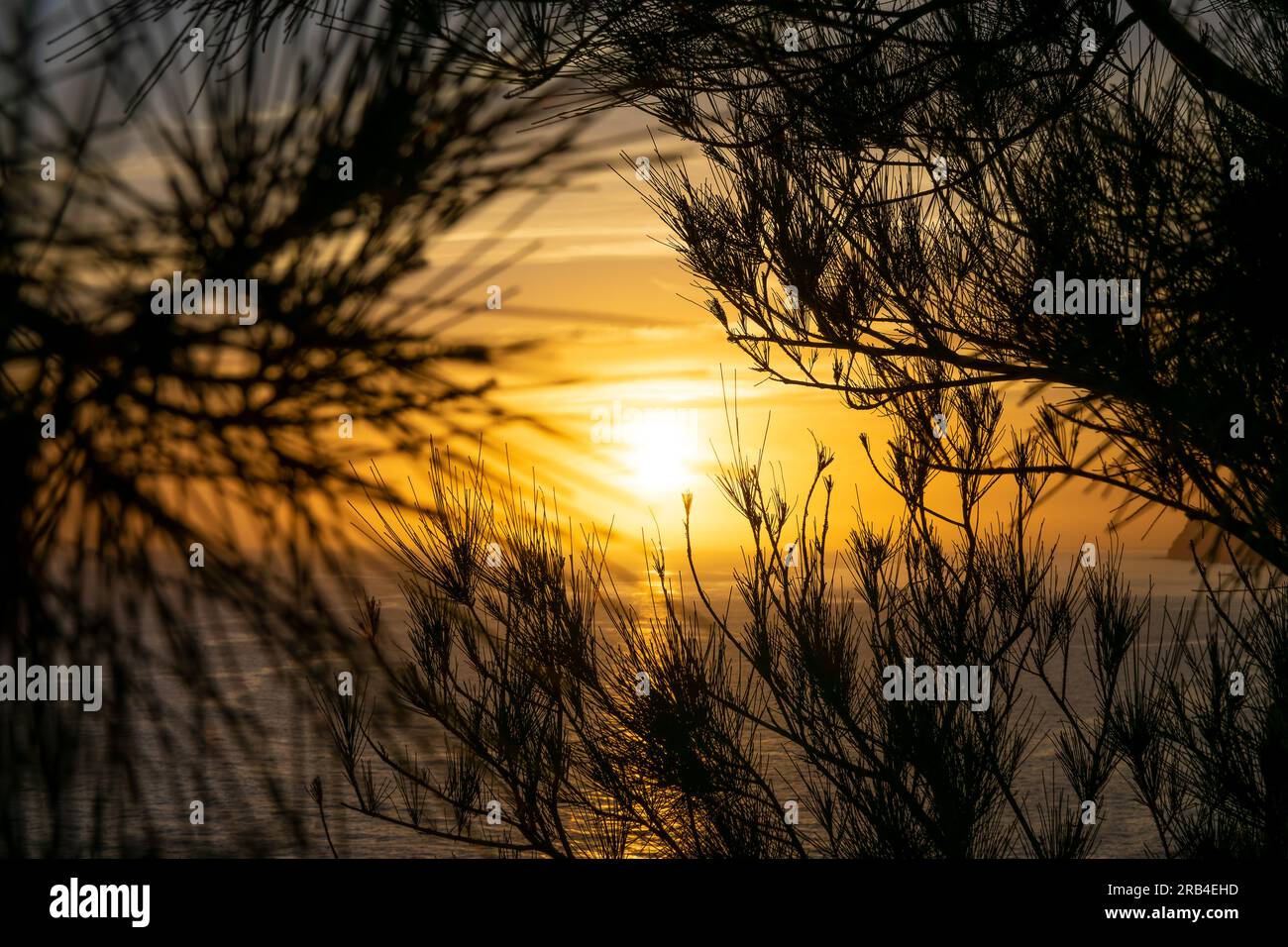 Coucher de soleil sur l'océan encadré par des branches de pins, île de Madère, Portugal Banque D'Images