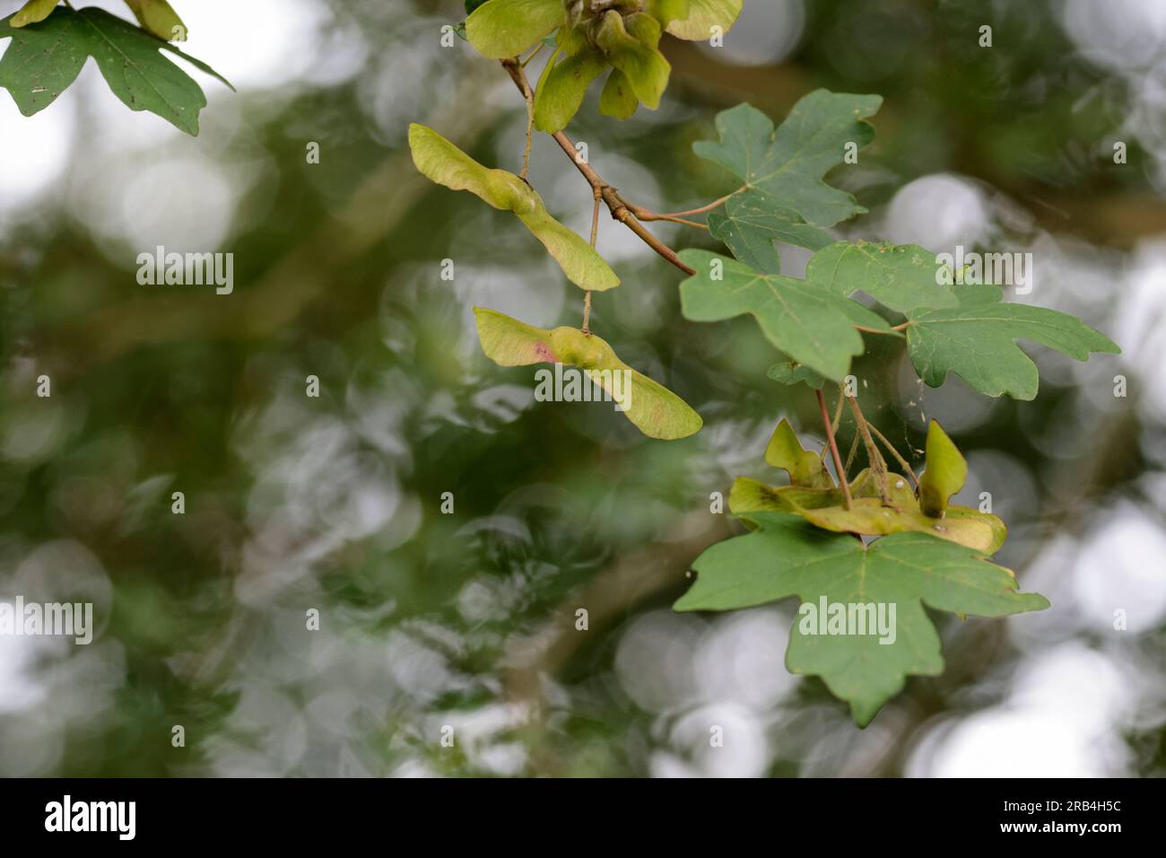 Sycamore Acer pseudoplatanus, cinq feuilles lobées avec des marges dentées avec des gousses de graines comme paires ailées action d'hélicoptère en tombant ensemble ou fendues Banque D'Images