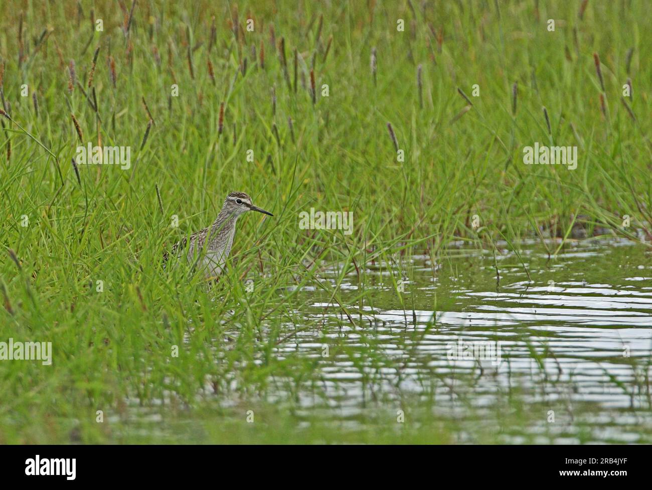 Bois Sandpiper (Tringa glareola) adulte debout dans l'eau peu profonde en grattage sur la terre 'Higher Level Stewardship' Eccles-on-Sea, Norfolk, Royaume-Uni. A. Banque D'Images