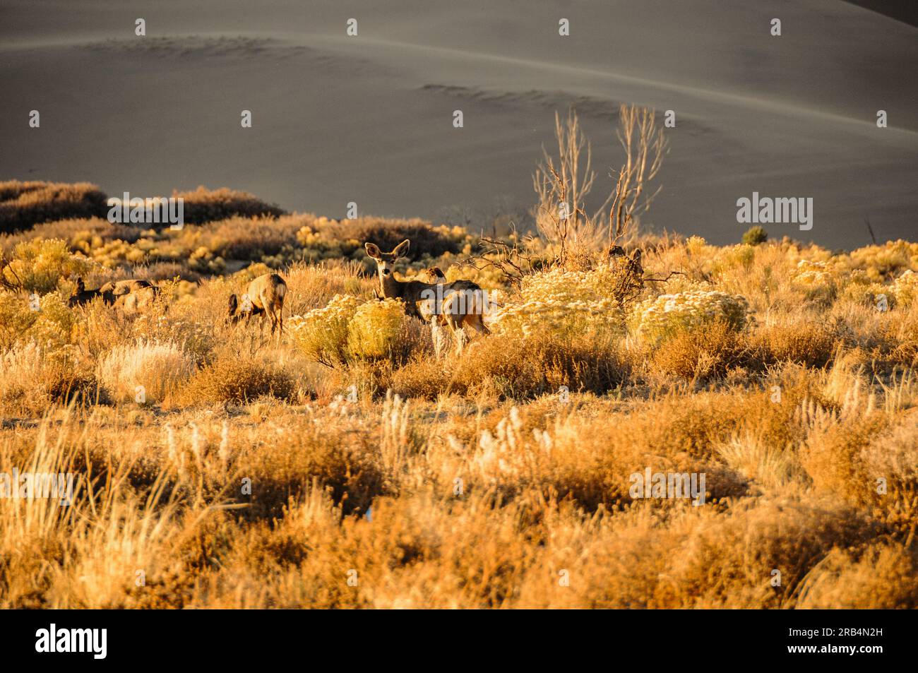 Cerfs mulets (Odocoileus hemionus eremicus) broutant dans la vallée désertique au coucher du soleil avec des dunes de sable en arrière-plan au parc national de Great Sand Dunes Banque D'Images
