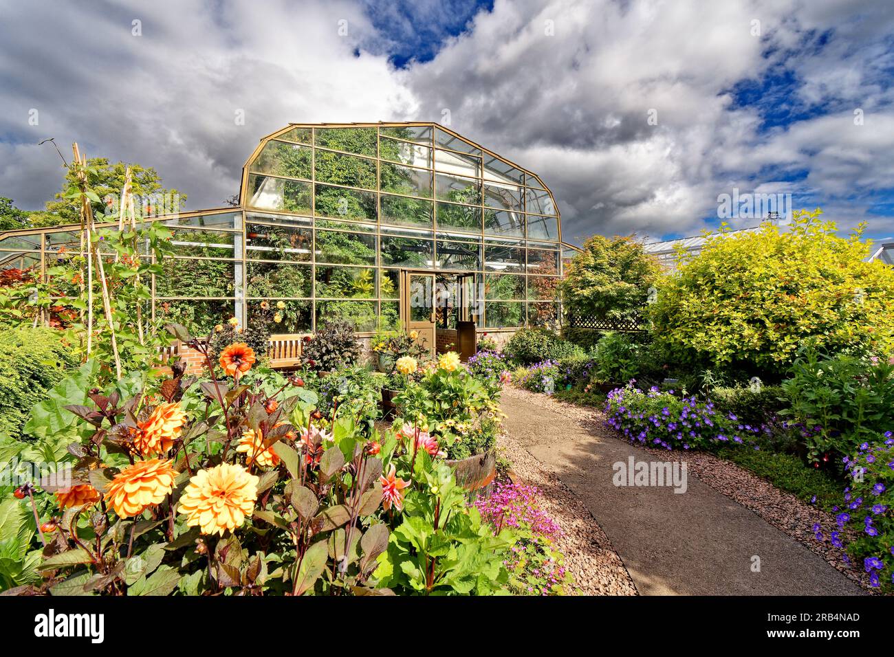 Inverness Botanic Gardens Scotland dahlias colorés à l'extérieur de la serre tropicale en été Banque D'Images