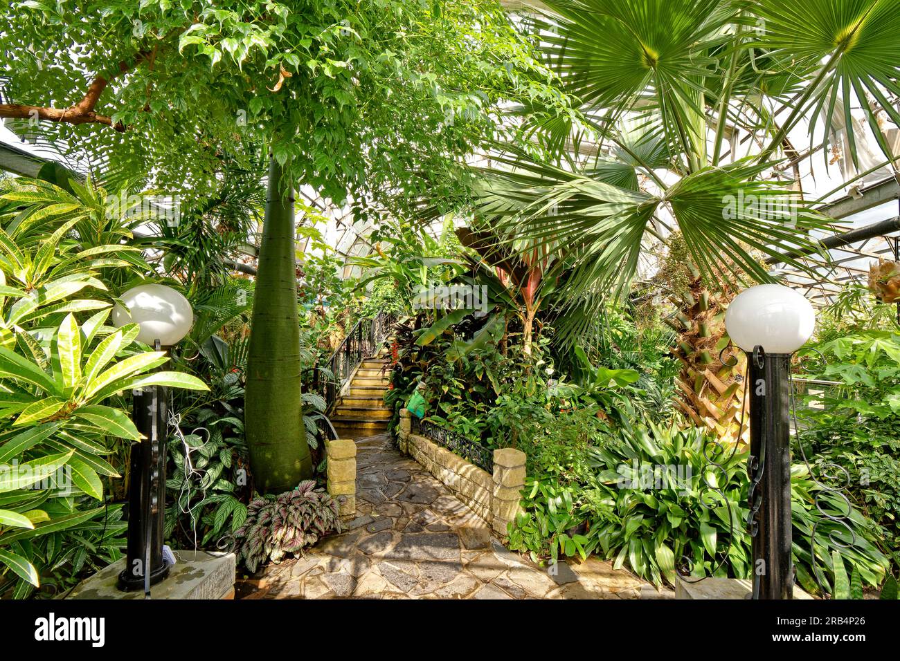 Inverness Botanic Gardens Scotland intérieur de la serre tropicale en été Banque D'Images
