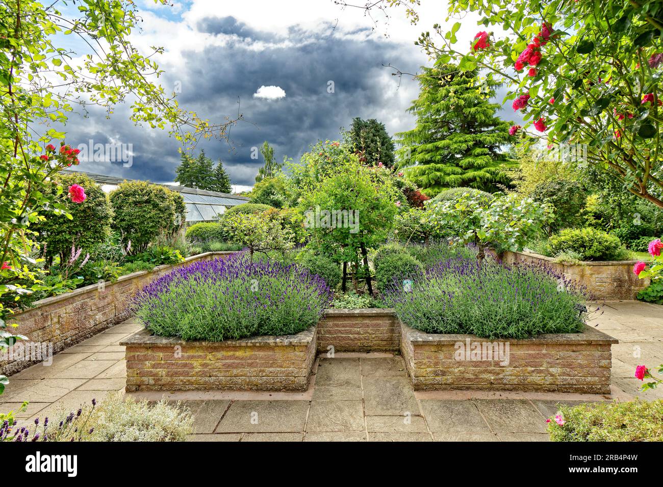 Inverness Botanic Gardens Écosse roses rouges et lavande dans des jardinières en pierre Banque D'Images
